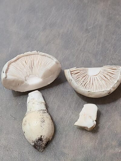 Agaricus bisporus