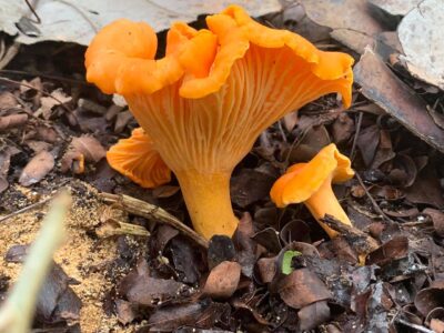 Cantharellus