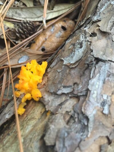 Dacrymyces chrysospermus