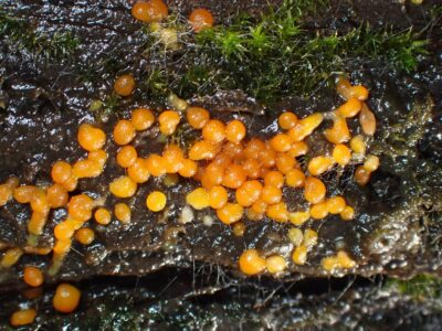 Dacrymyces stillatus