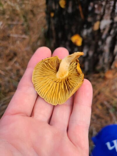 Flammulina velutipes