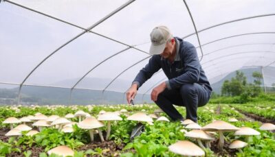 Is mushroom cultivation profitable?
