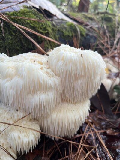Lion’s Mane Mushrooms