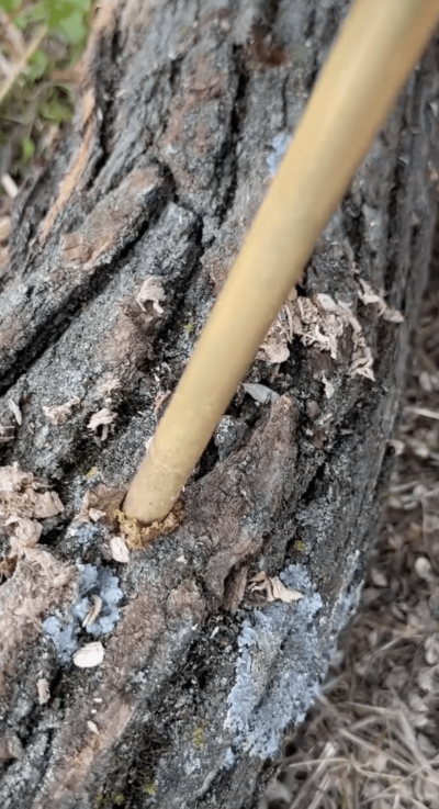 Mushroom Inoculation