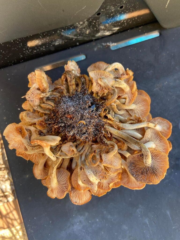 Ringless honey mushroom