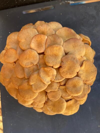 Ringless honey picture