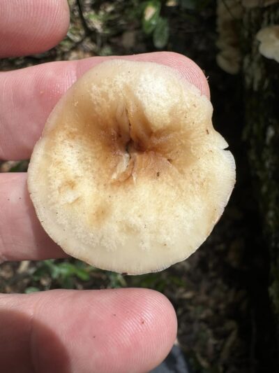 Shiitake Mushroom (Lentinula)