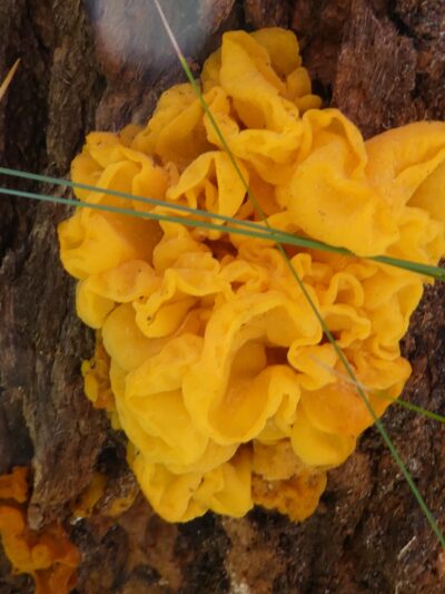 Tremella aurantia