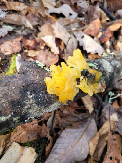 Witch’s Butter Mushroom