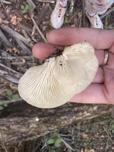 oyster mushroom